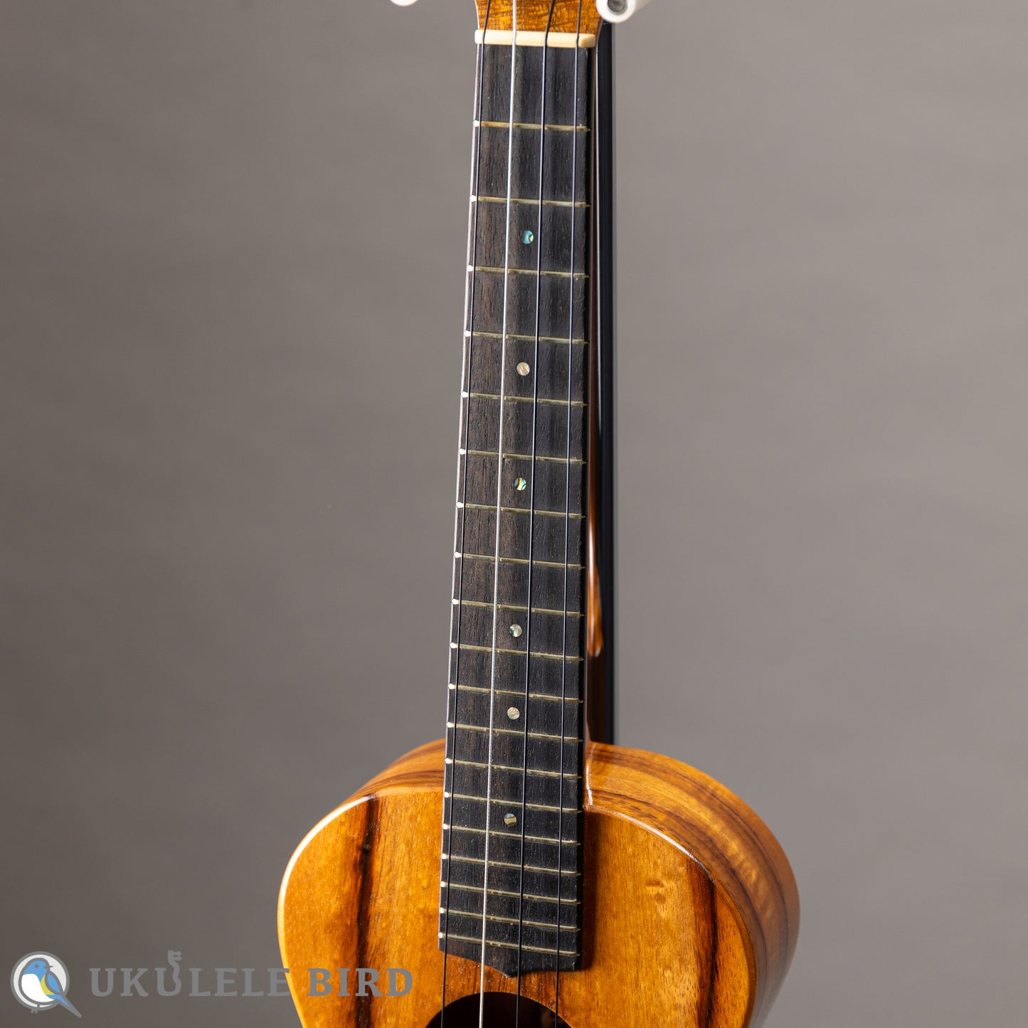 G String T4 Plain SH Tenor 2023