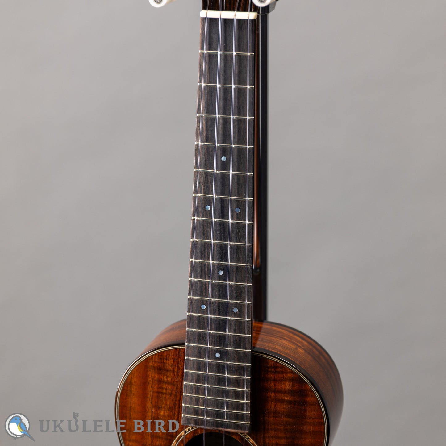 Pono MKC-MS Concert