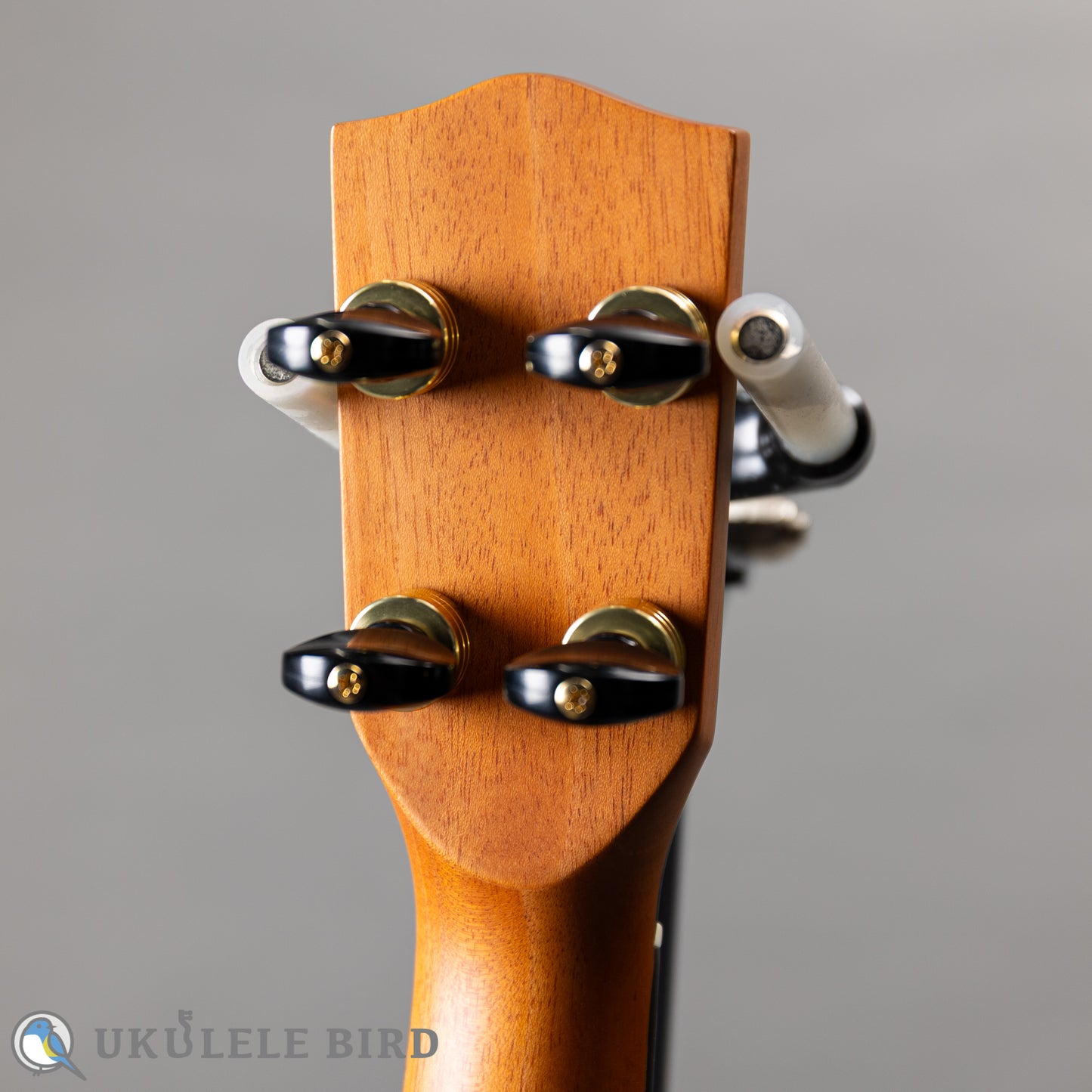 Pono MKC-MS Concert