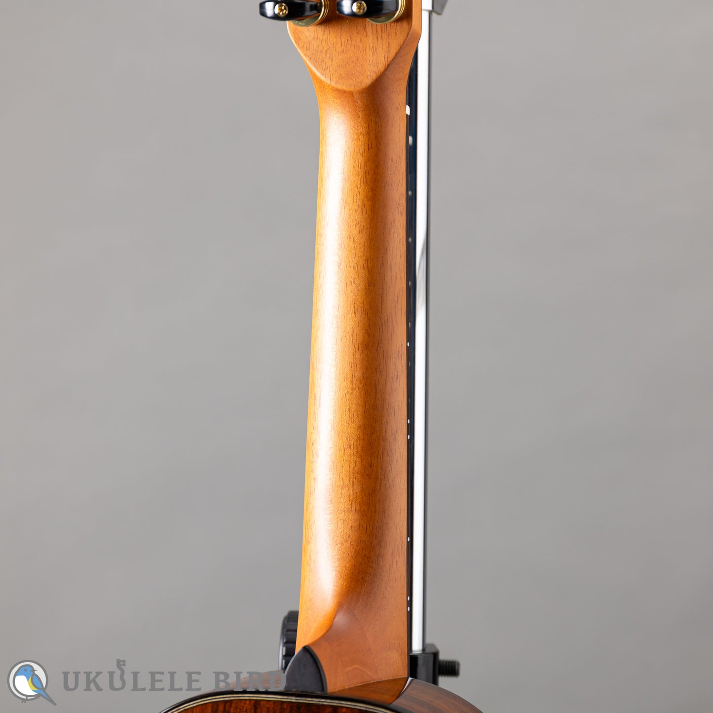 Pono MKC-MS Concert