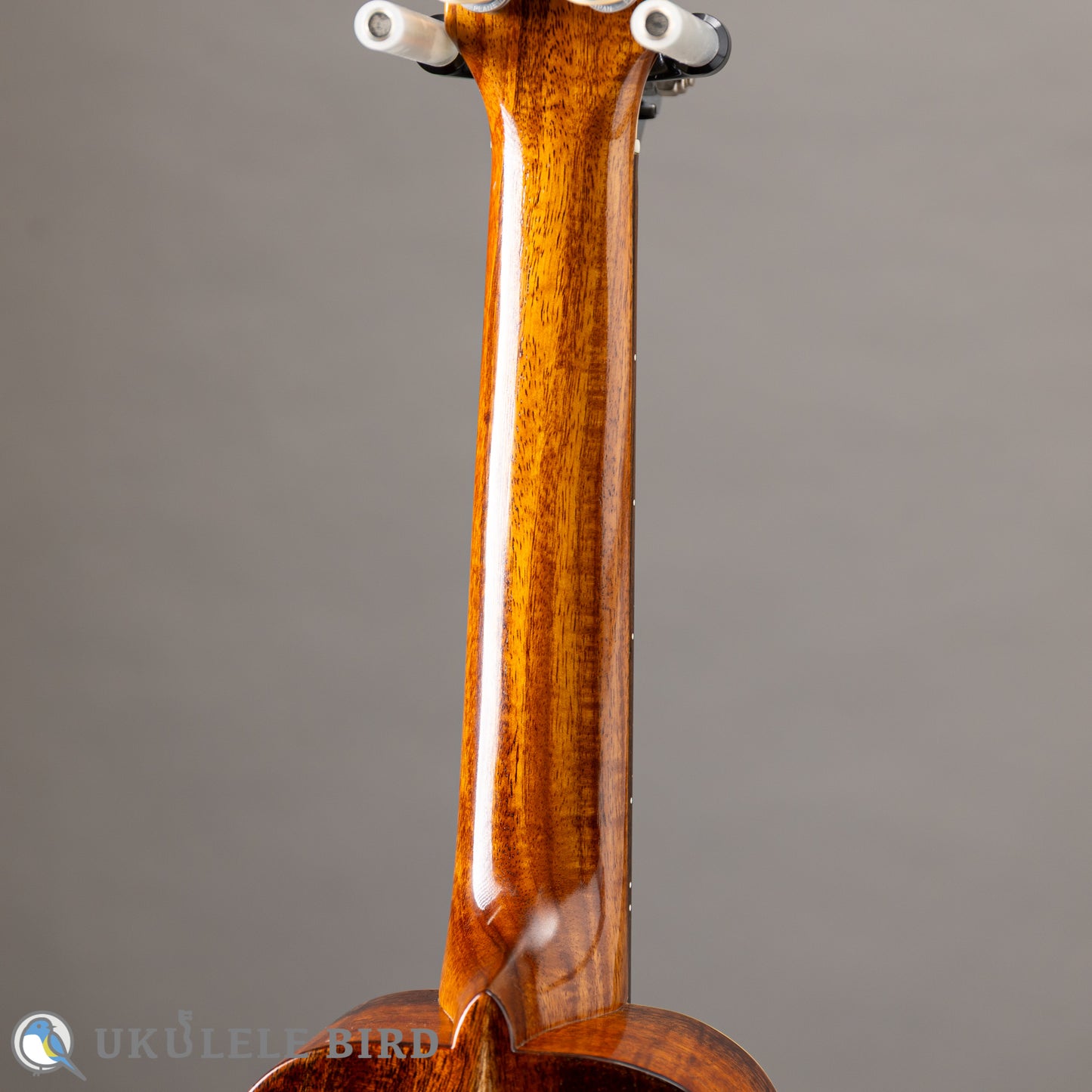 Antar Soprano Longneck Sycamore/Hawaiian Koa 2024