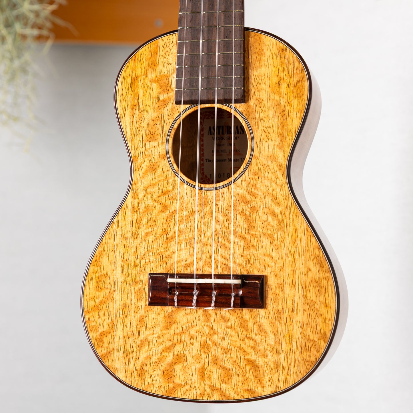 ASTURIAS Tiny Concert Mango LTD