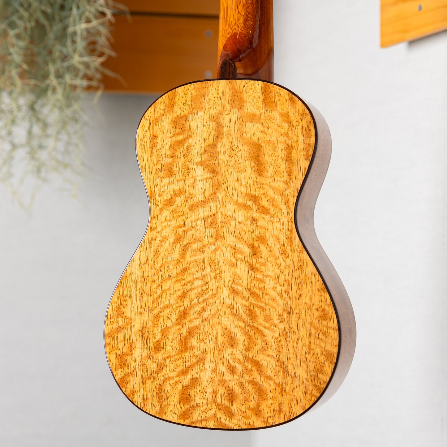 ASTURIAS Tiny Concert Mango LTD