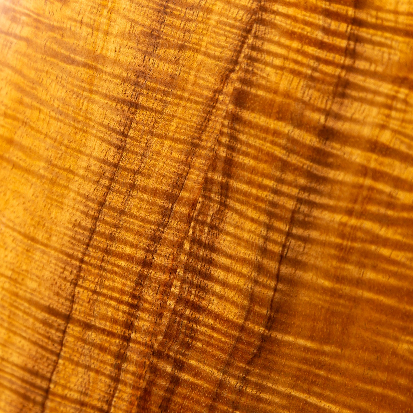 G String C1 Sun Concert