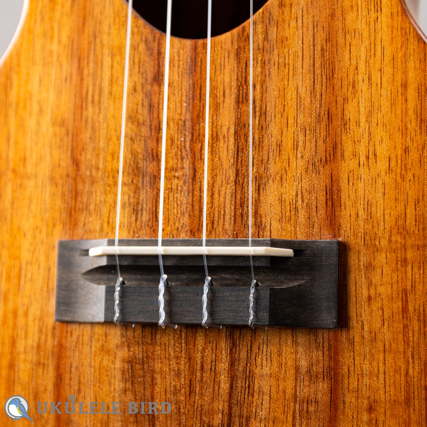 Koaloha KCM-10 Concert