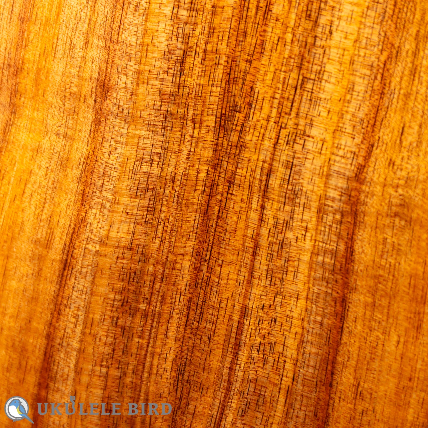 Koaloha KCM-10 Concert