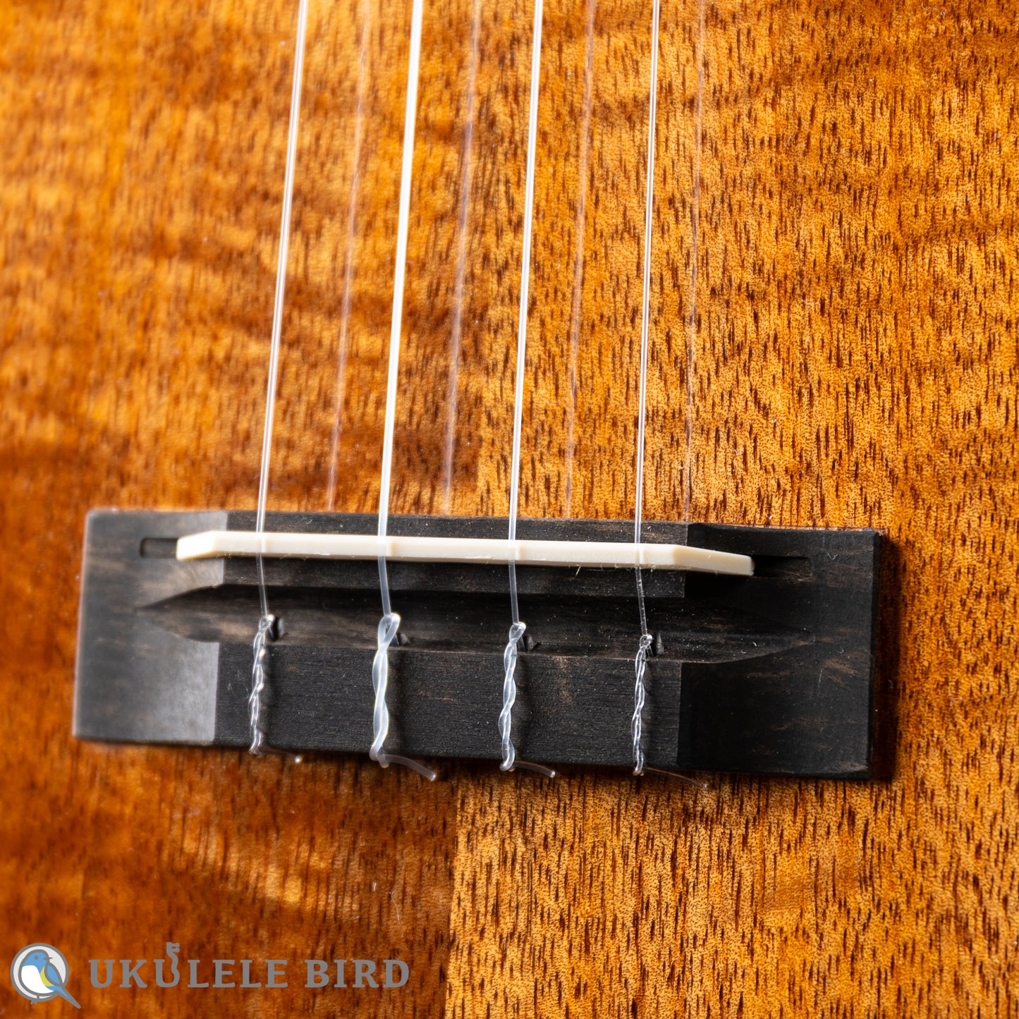 Koaloha KCM-00 Concert