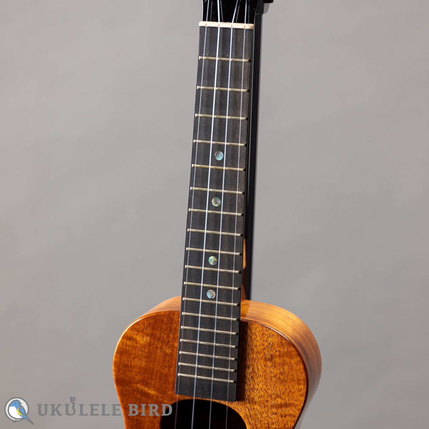 Koaloha KCM-00 Concert