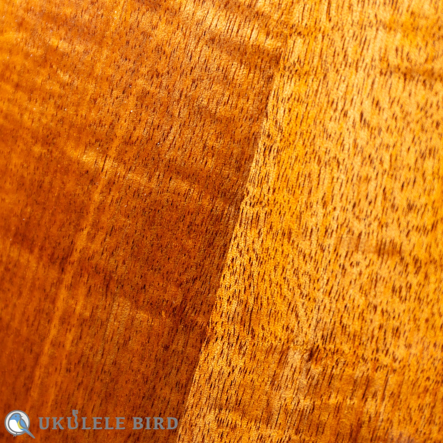 Koaloha KCM-00 Concert