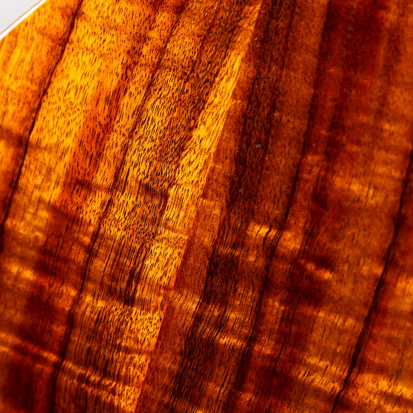 Koaloha Curly Koa Concert Special Issue