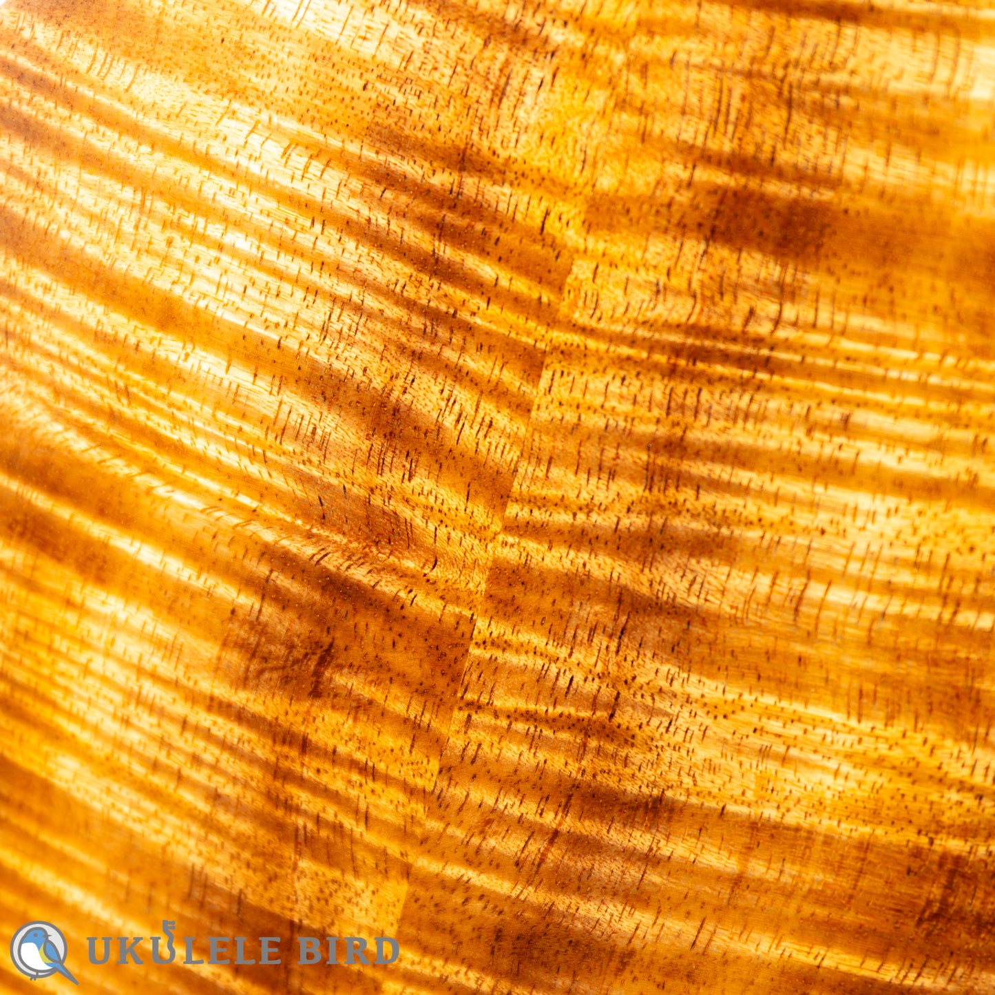 四弦舎 Model-MS350 ソプラノ　カーリーハワイアンコア