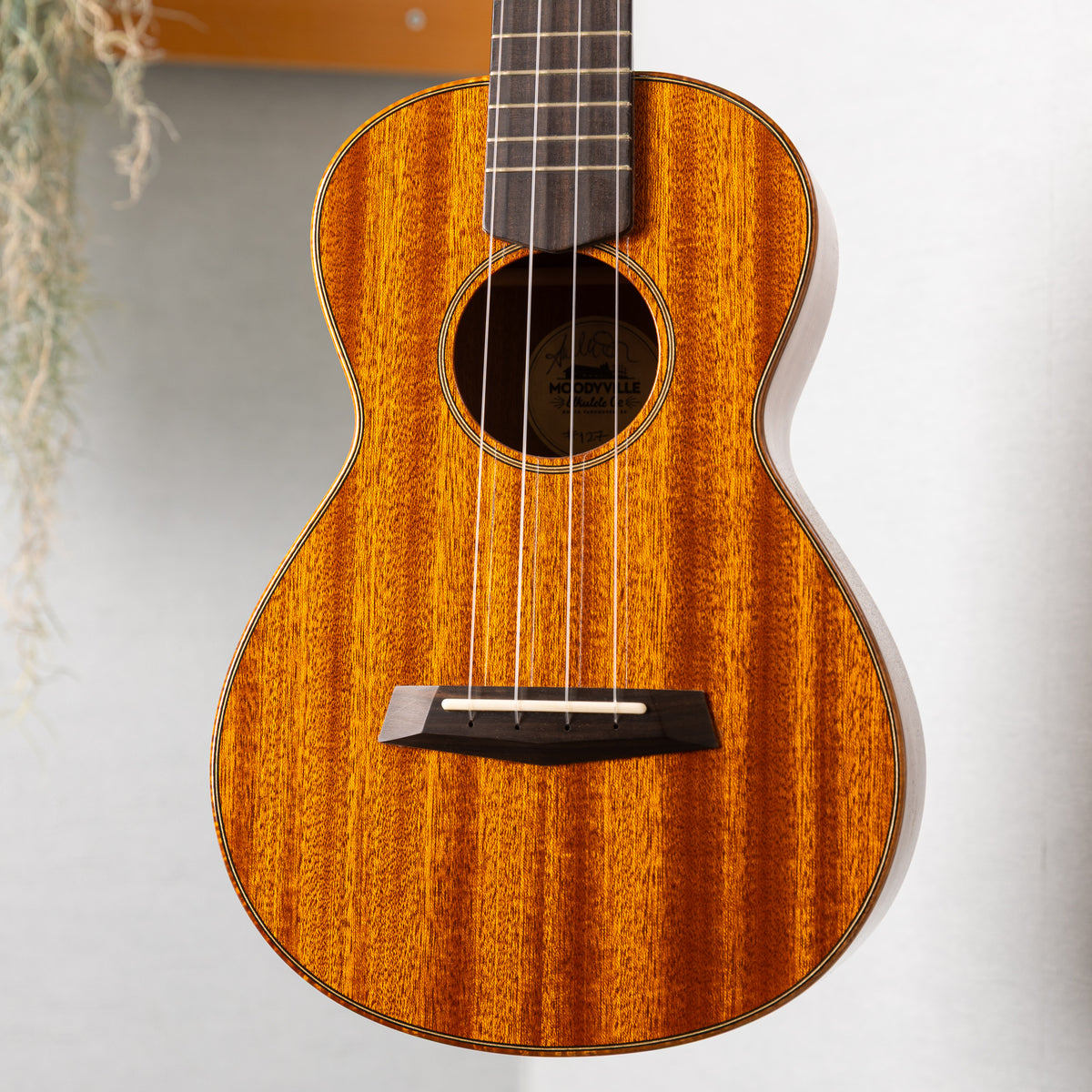 Moodyville Tenor Sapelli Mahogany