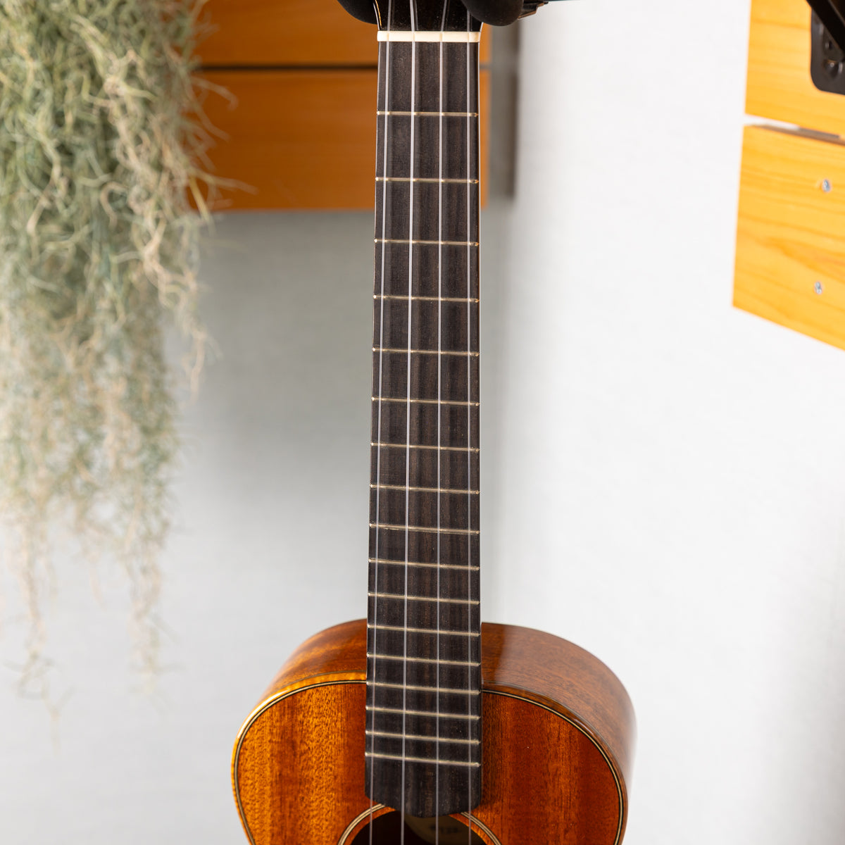 Moodyville Tenor Sapelli Mahogany