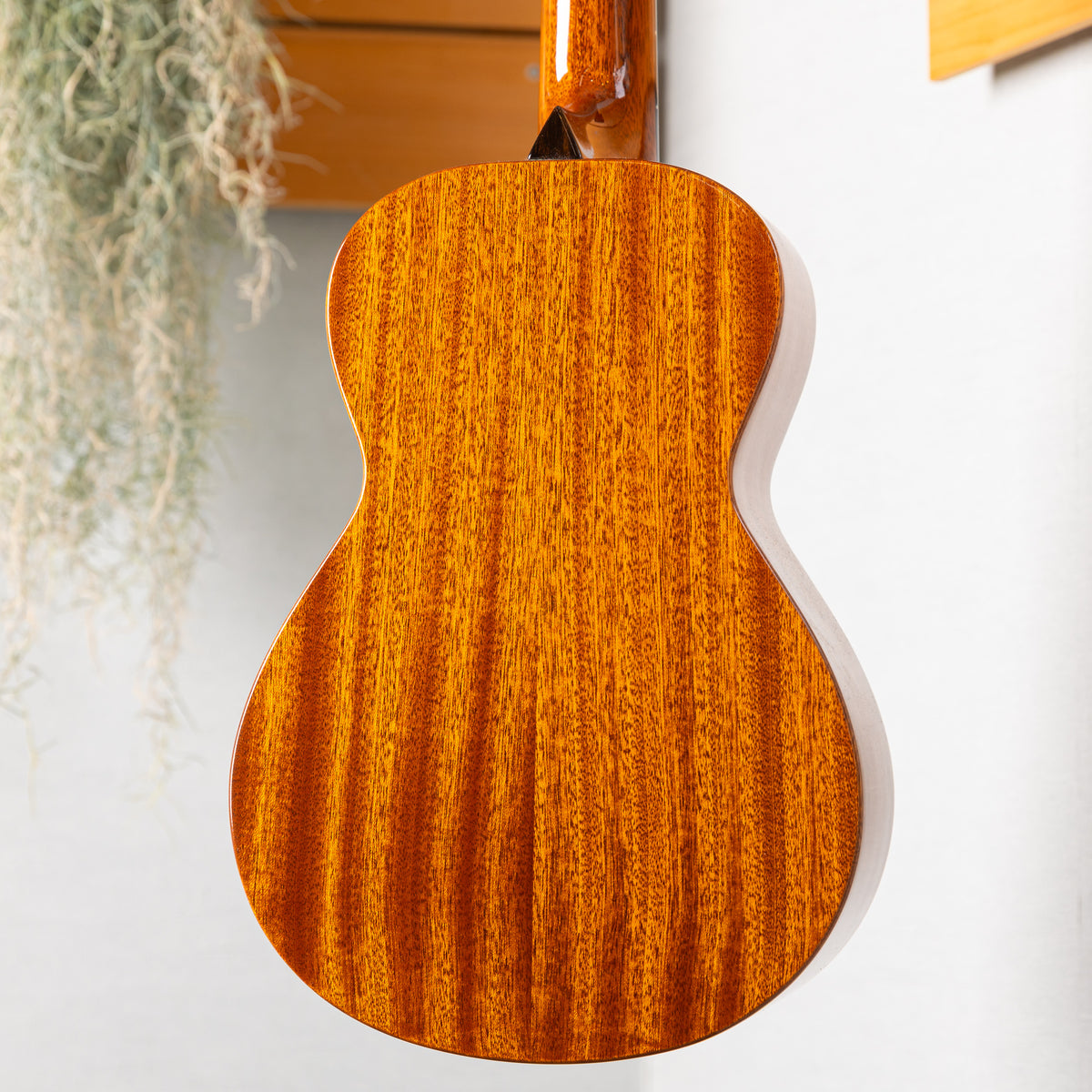 Moodyville Tenor Sapelli Mahogany