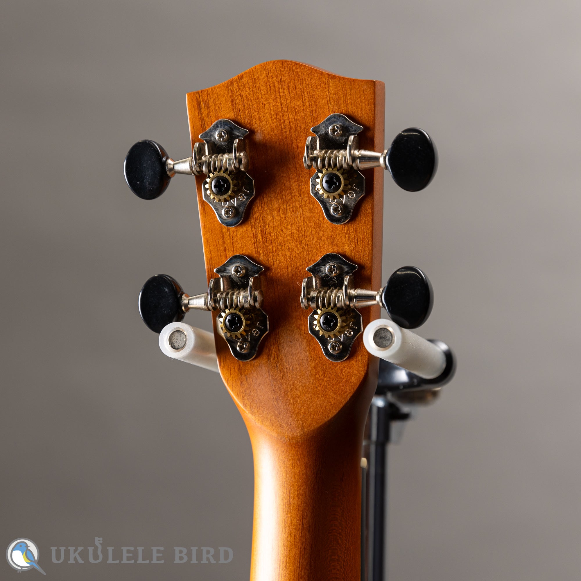 Pono AT Tenor Acacia – Ukulele Bird （株式会社ラストギター）
