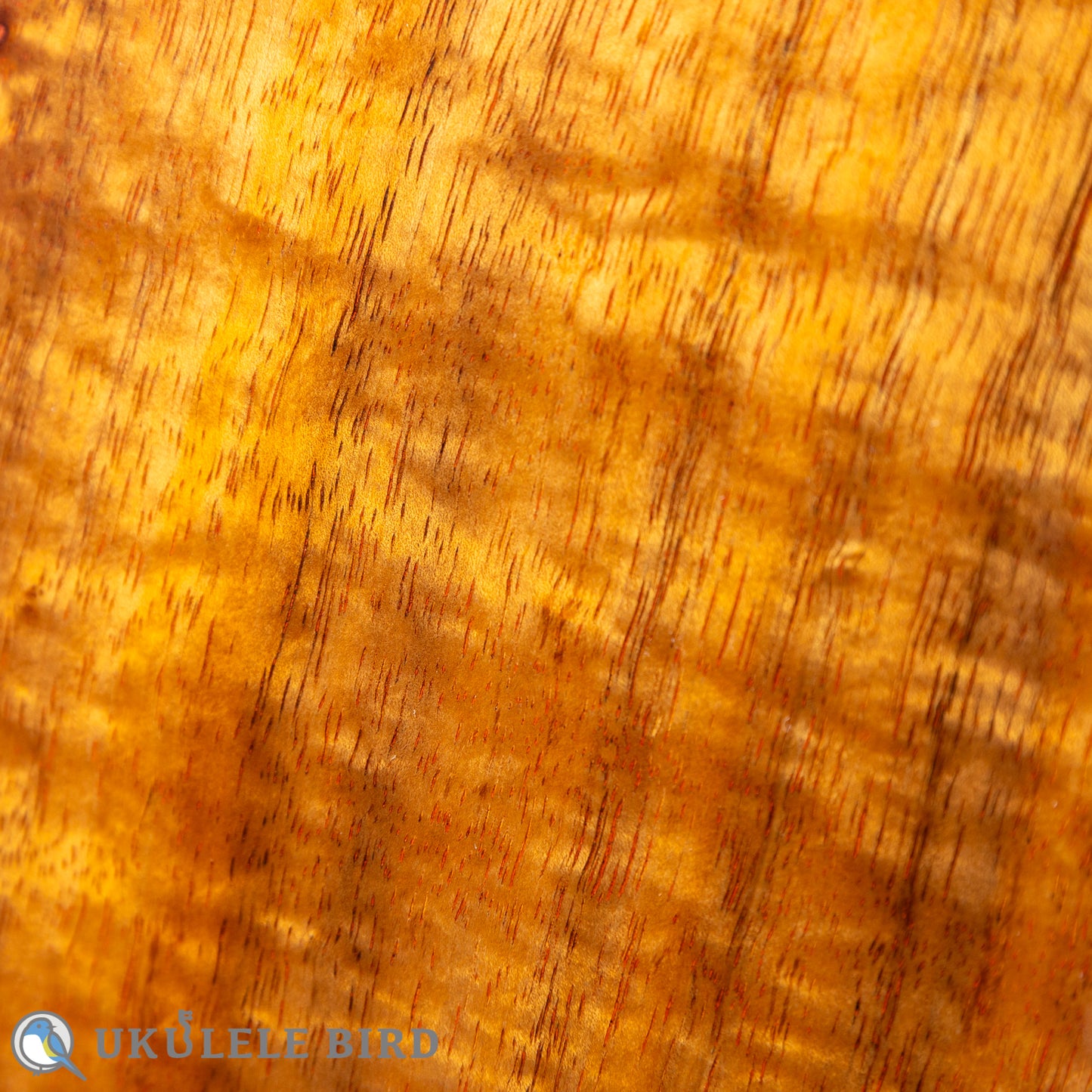 ASTURIAS Solo Ukulele Koa