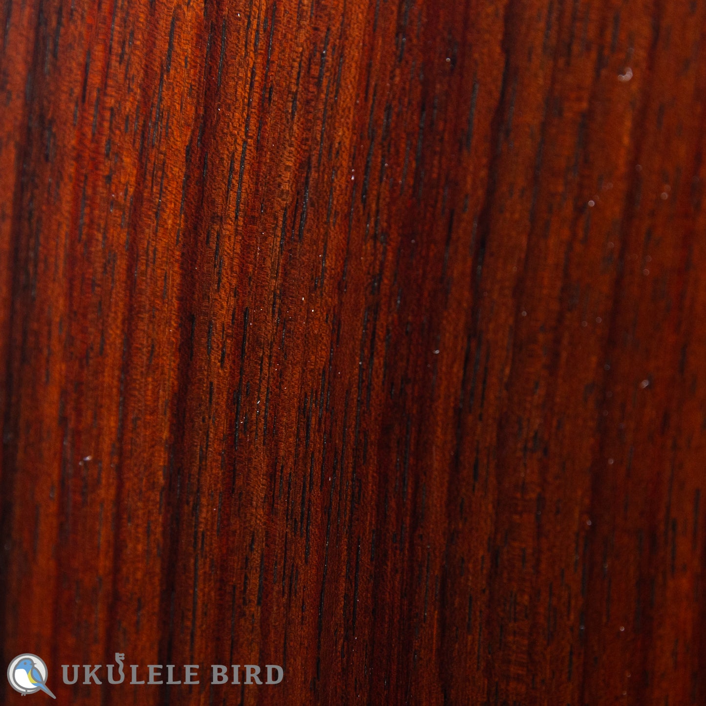 ASTURIAS Solo Ukulele Spuruce/Rosewood