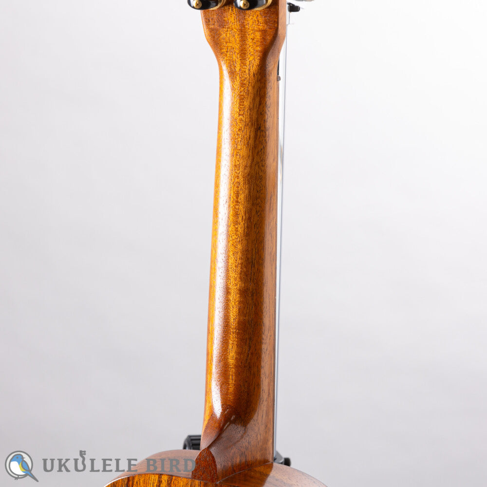 Kelii T-GV Tenor
