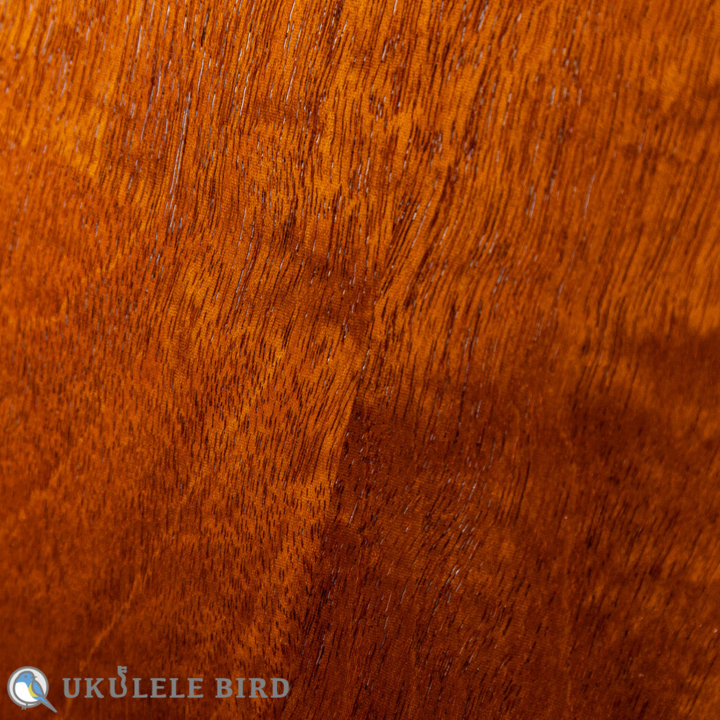 HAMAGEN C-016 Concert Spruce Mahogany